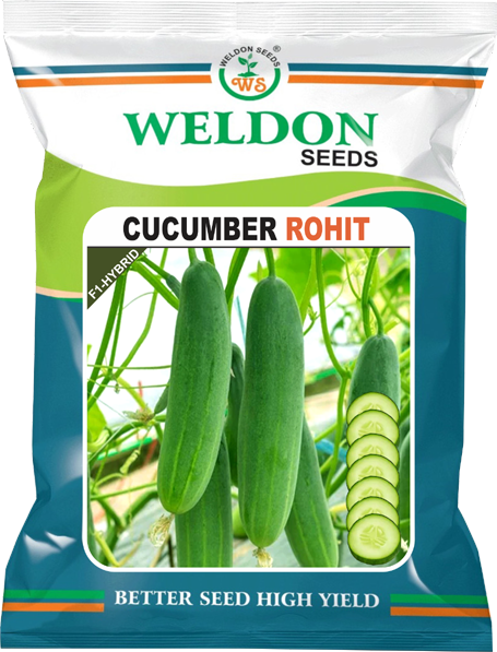 CUCUMBER HYBRID ROHIT