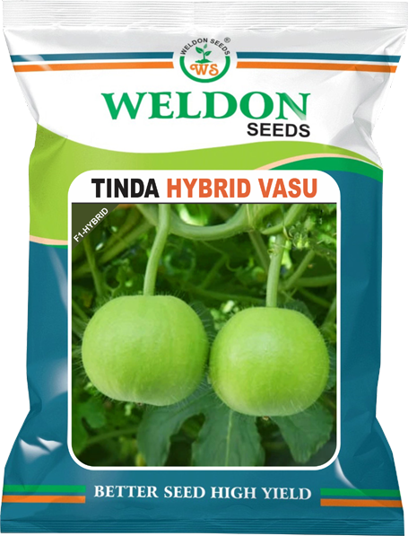 TINDA HYBRID VASU