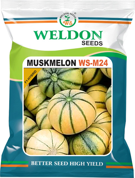 MUSKMELON HYBRID M-24