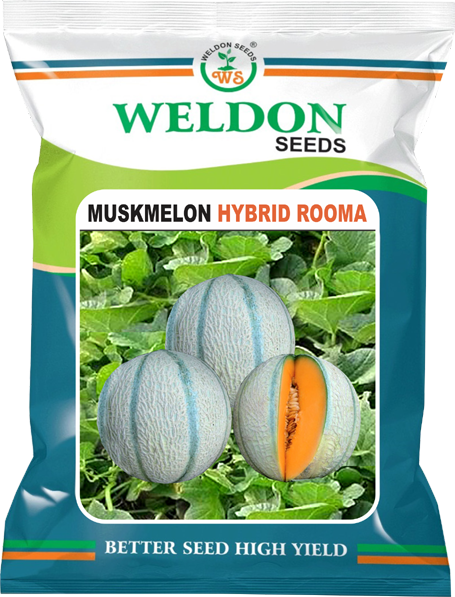 MUSKMELON ROOMA