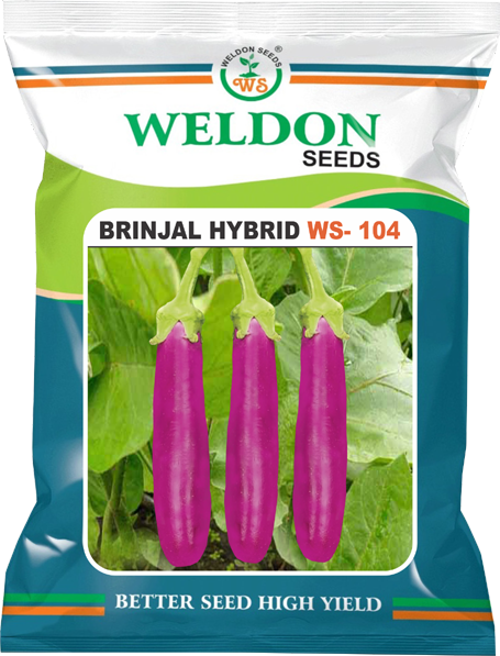 BRINJAL HYBRID WS-104