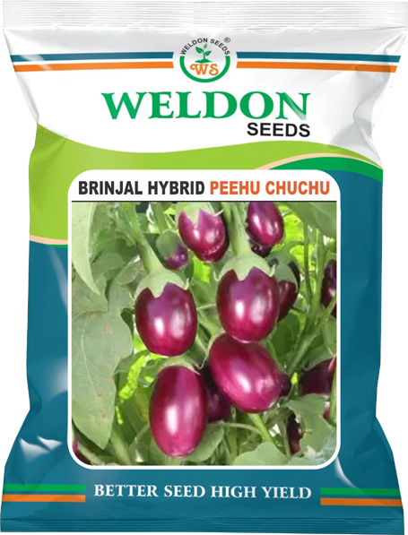 BRINJAL HYBRID PEEHU CHUCHU