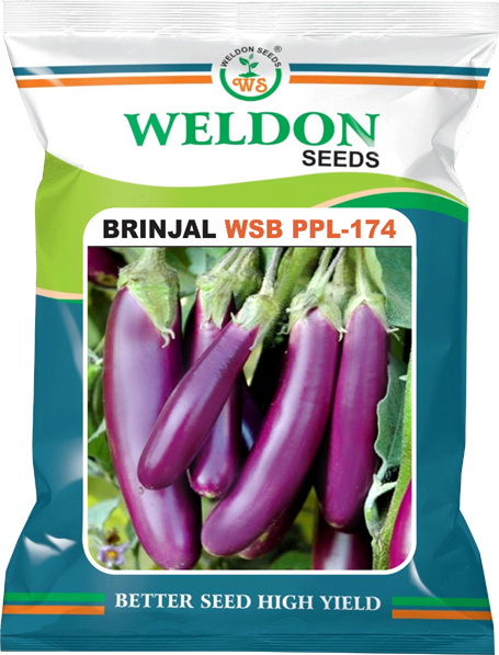 BRINJAL PPL-174