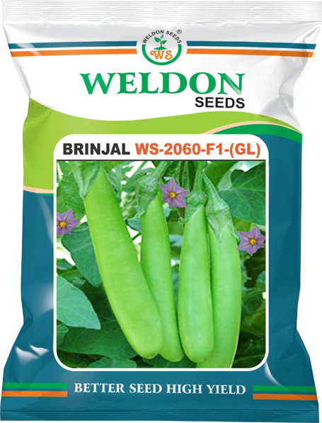 BRINJAL HYBRID WS-2060-F1-(GL)