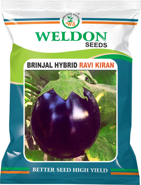 BRINJAL HYBRID RAVI KIRAN
