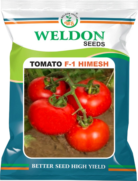 TOMATO HYBRID HIMESH