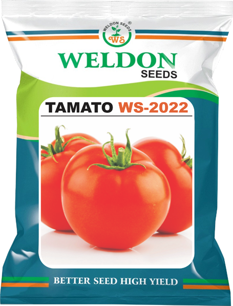 TOMATO WS 2022