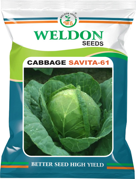 CABBAGE SAVITA-61