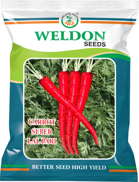 CARROT SUPER LAL PARI