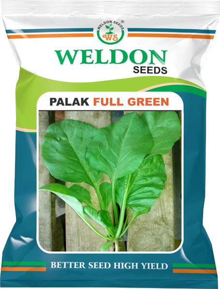 PALAK FULL GREEN