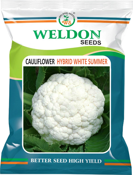 CAULIFLOWER HYBRID WHITE SUMMER