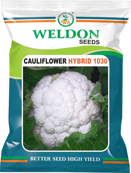 CAULIFLOWER HYBRID 1030