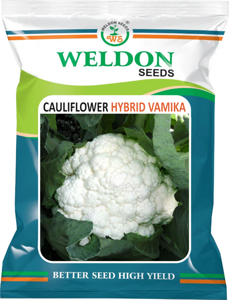 CAULIFLOWER VAMIKA