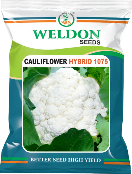 CAULIFLOWER HYBRID 1075