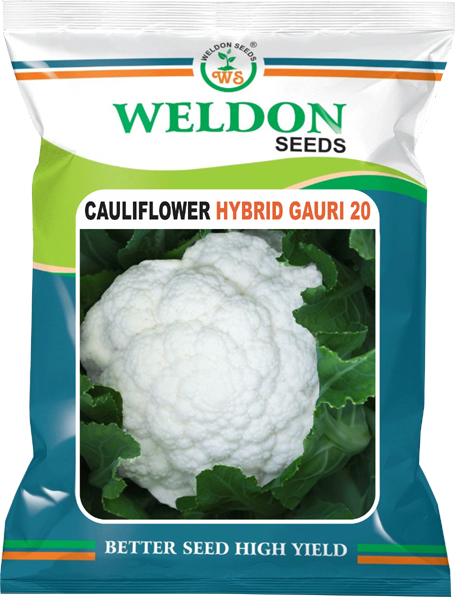 CAULIFLOWER