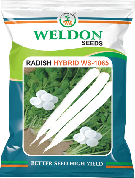 RADISH HYBRID WS 1065