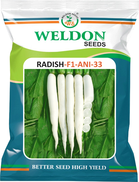 RADISH HYBRID ANI 33