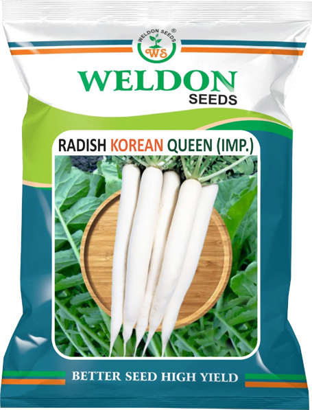 RADISH KORIEN QUEEN