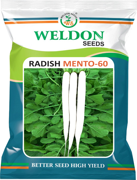 RADISH MENTO-60