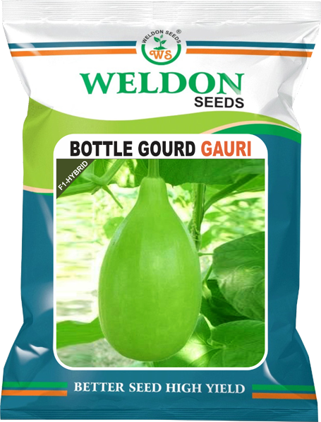 BOTTLE GOURD HYBRID GAURI LATTU