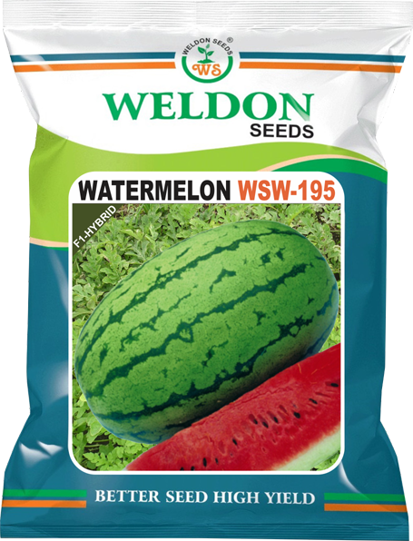 WATERMELON WSW-195