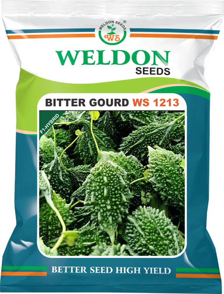BITTER GOURD WS 1213